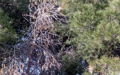 Pinares en peligro