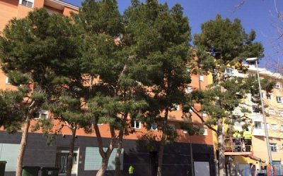 Poda de pinos, una labor necesaria