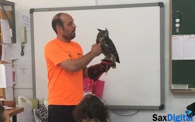 Aves rapaces como terapia