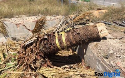 La palmera más antigua de Sax cortada sin piedad