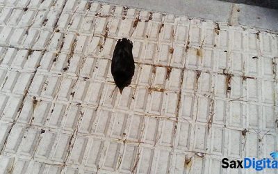 Aparecen pájaros muertos en Sax