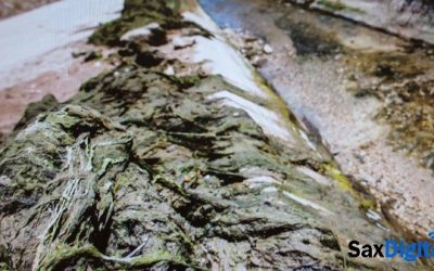 Algas del Vinalopó como fertilizante