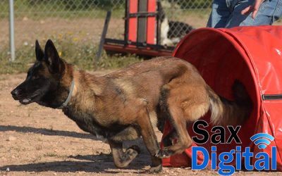 Primera prueba nocturna de Agility en Sax