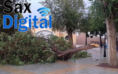 Desprendimiento de una rama de gran magnitud en el jardín de la Soledad