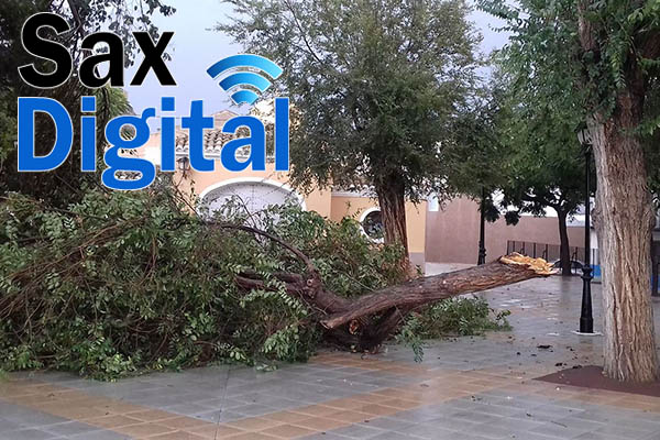 Arbol caido Sax 1