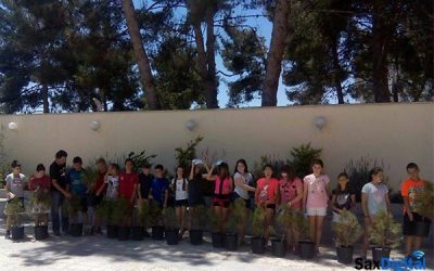 Pinos Piñoneros para los escolares de Sax