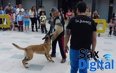 Sax acogió exhibiciónes de perros de recate y policía