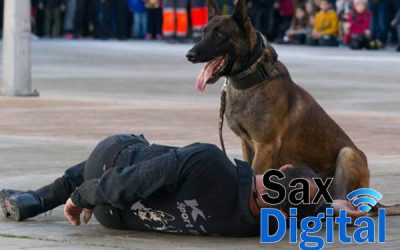 La Plaza Mayor de Sax acoge exhibiciones caninas este fin de semana