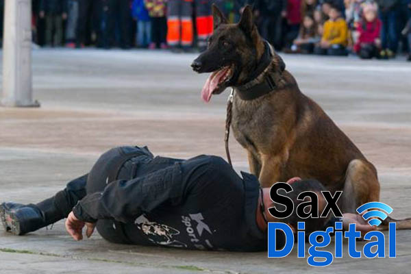 Exibicion Canina Sax