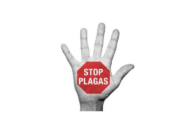 Tratamiento de control de plagas los días 12, 13 y 14 de abril, en Sax