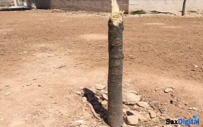 Árboles, nuevas víctimas del vandalismo