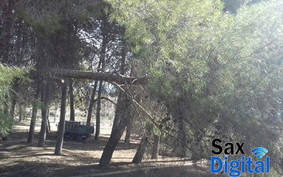 Primeras actuaciones en la finca «el Molino», mejora en la pinada y alrededores