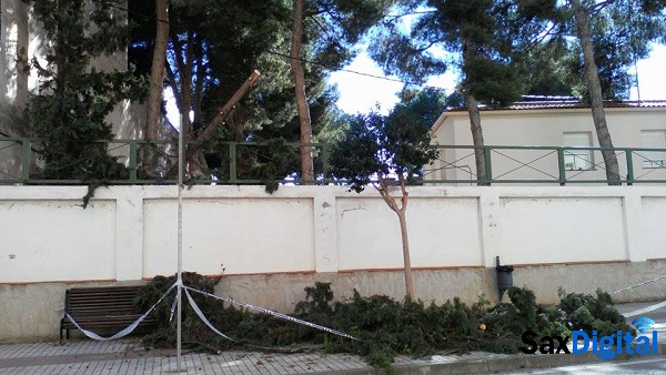 Cae un ciprés de 10 metros en pleno casco urbano