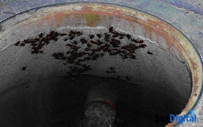 Apostando por servicios mancomunados para Sax, Elda, Petrer y Monóvar