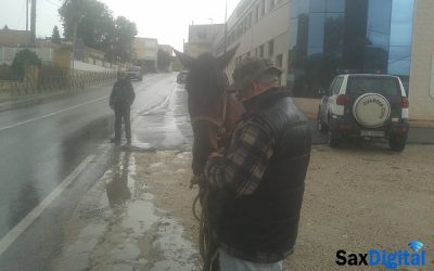 Una Yegua perdida apareció por Sax