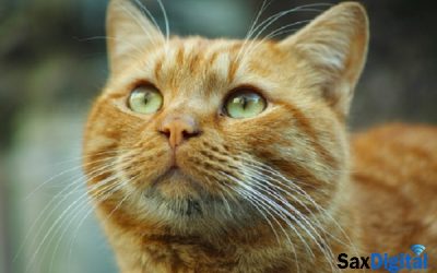Diputación de Alicante sufragará con 250.000 euros la esterilización de gatos callejeros