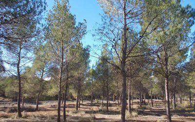 Se invierten 40.000 euros en la mejora y ordenación forestal del monte El Plano de Sax