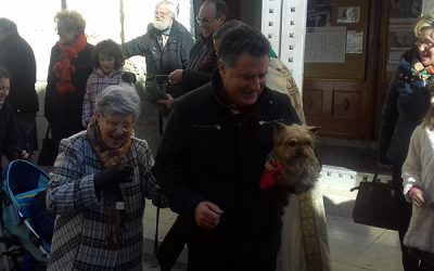Los animales se preparan para la bendición de San Antón 2020 en Sax