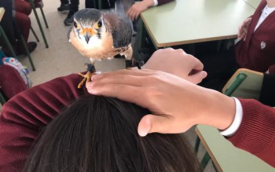 Educación de Sax incluye las charlas ambientales con aves rapaces para los centros escolares