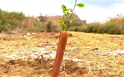 Reforestación en la ribera del río Vinalopó en Sax