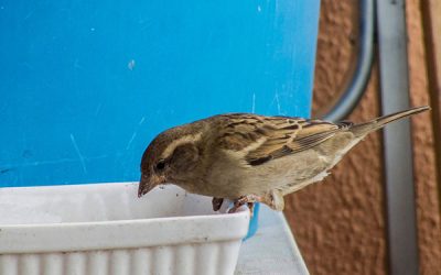 Esta pandemia, nos acerca la naturaleza a Sax, “algo bueno tenía que tener”