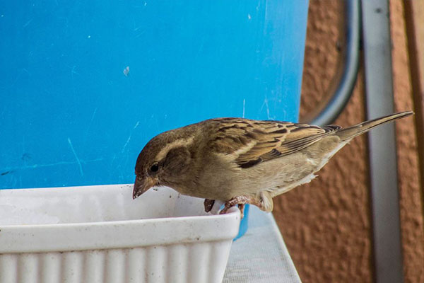 Pajaros Sax 5