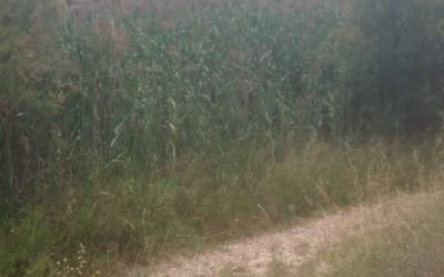 Vecinos del paraje del Chorrillo se quejan de una plaga de mosquitos en Sax