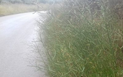 AEMET advierte de unas jornadas de calor extremo y máximo peligro en los montes