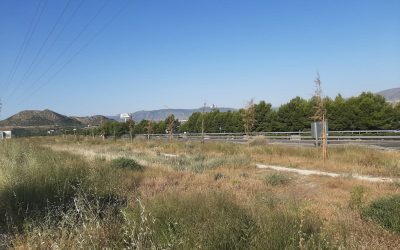 El Partido Popular de Petrer exige al Concejal de Servicios Generales y Medio Ambiente que le de una solución a los árboles de la Avda. Catedrático José Mª Bernabé