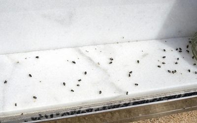 Olores y deficiencias en el cementerio de Sax