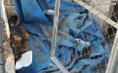 Investigado un vecino de Sax por maltrato animal