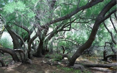 Elda y Petrer trabajan conjuntamente para declarar El Pantano como Paraje Natural Municipal