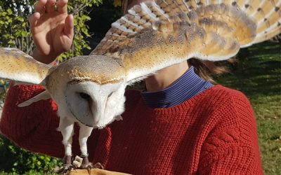 Magic Eagle: Donde la naturaleza sana el alma