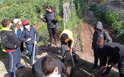 Los huertos urbanos de Sax muestran su cara más didáctica al recibir a los escolares