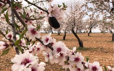 En el termino municipal de Sax será obligatorio combatir la avispilla del almendro