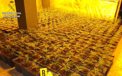 La Guardia Civil incauta 2.054 plantas de Cannabis sativa