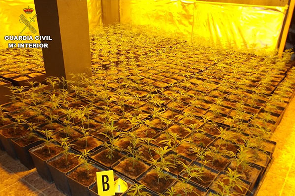 La Guardia Civil incauta 2.054 plantas de Cannabis sativa