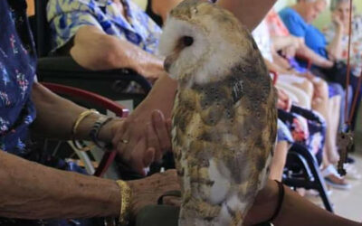 Las aves rapaces de Magic Eagle despliegan sus alas en el Centro de Dia de Sax
