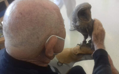 El Centro de Dia de Sax acogía una intervención con aves rapaces a cargo de Magic-Eagle