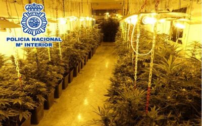 La Policía Nacional despliega un operativo en un campo de Sax y en seis domicilios de Elda por tráfico de drogas