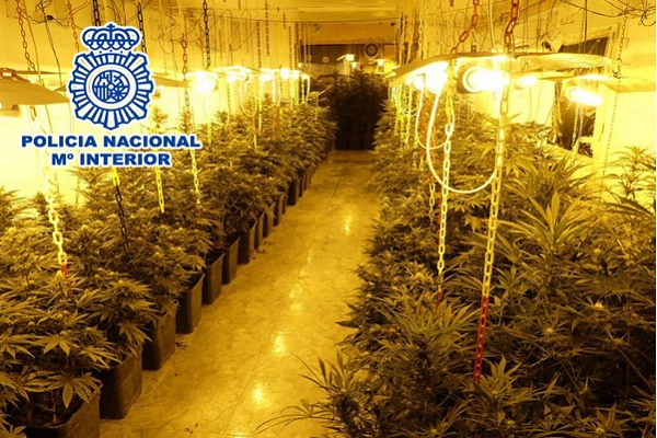 La Policía Nacional despliega un operativo en un campo de Sax y en seis domicilios de Elda por tráfico de drogas