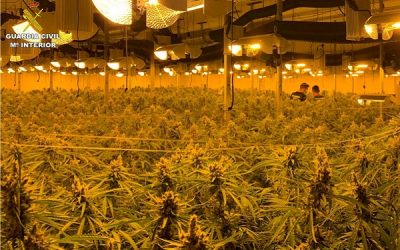 La Guardia Civil desarticula una organización criminal en Sax e incauta casi 5.000 plantas de marihuana