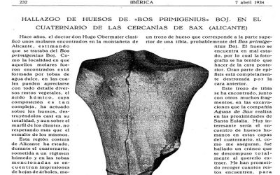 Hallazgo de huesos de “Bos Primigenius” Boj. en el cuaternario de las cercanías de Sax