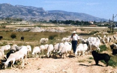 La ganadería en Sax, las vías pecuarias