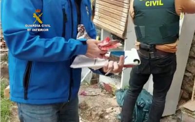 La Guardia Civil investiga a seis personas por el robo de 40 palomos de competición en Ibi, Algueña, Gaianes, Sax, Rojales y Benissoda