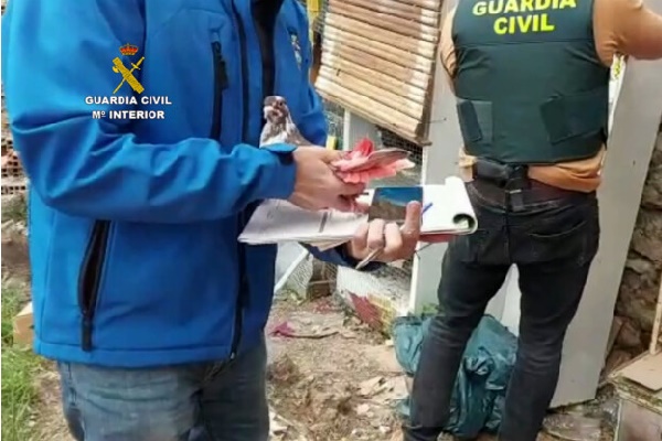 La Guardia Civil investiga a seis personas por el robo de 40 palomos de competición en Ibi, Algueña, Gaianes, Sax, Rojales y Benissoda