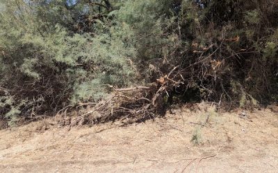 Sax y Salinas recibirán ayudas para la mejora y conservación de senderos homologados y parajes naturales