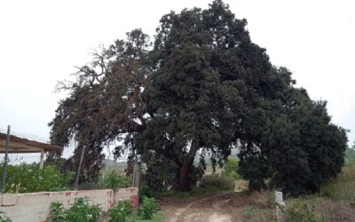 Turismo de cercanías, “Árboles monumentales de la zona”