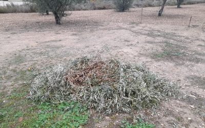 Sax junto a 43 municipios de la provincia recibirá ayudas para eliminar sus restos de poda
