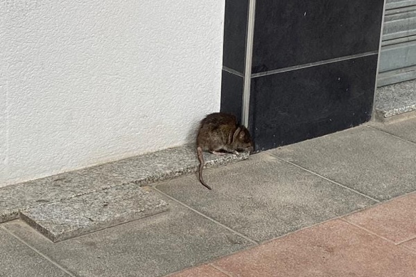 Las ratas se pasean por Sax ante el miedo de la ciudadanía por el tamaño de algunos de los ejemplares